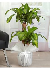 Massengana BÜYÜK 150 cm 